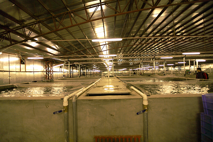 APRAS tanks at Fish Farm 1 (JFD)