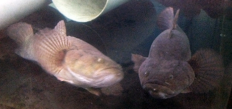 Fishery Research and Development