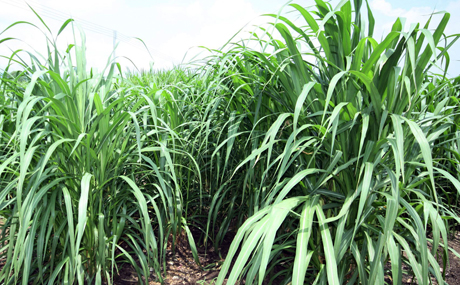 Special grass suitable for the cattle in Enping