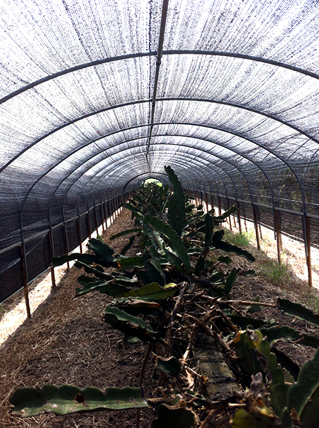 HU plants in shade house