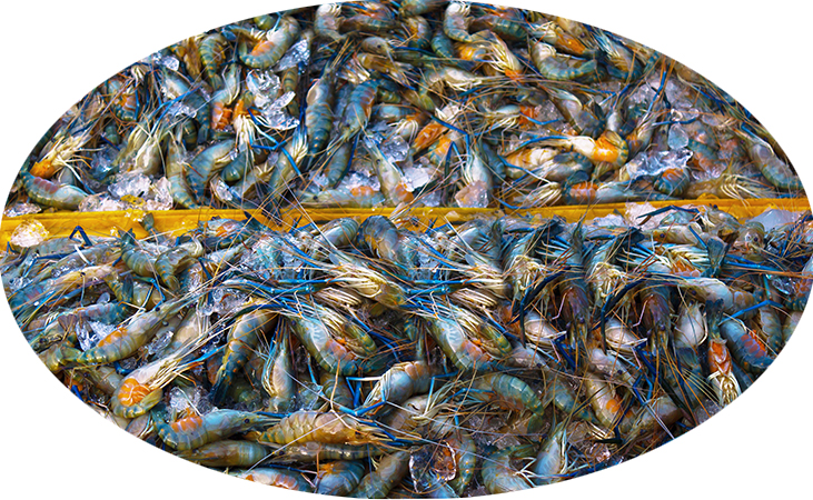 healthy prawn harvest