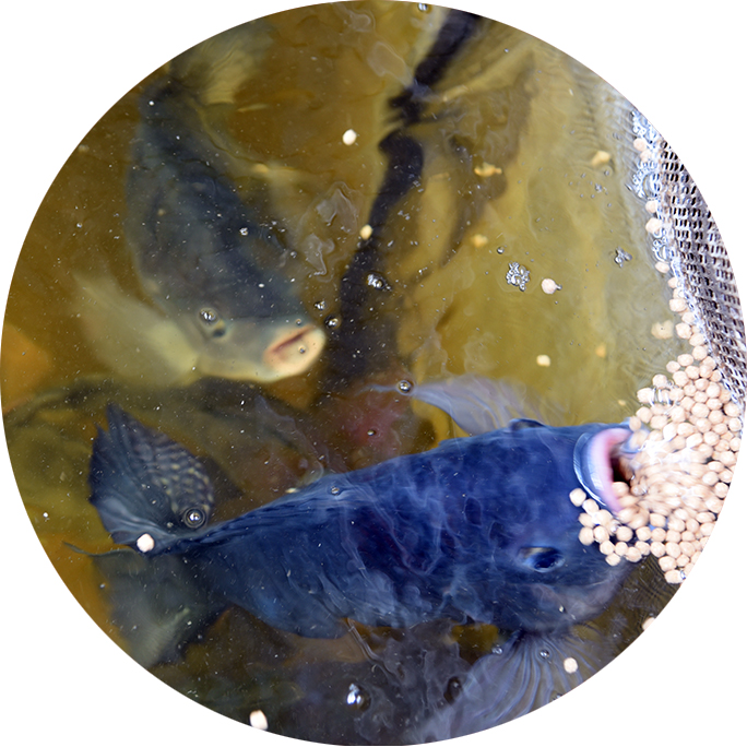 Fish feed in tank at Prawn Farm 1