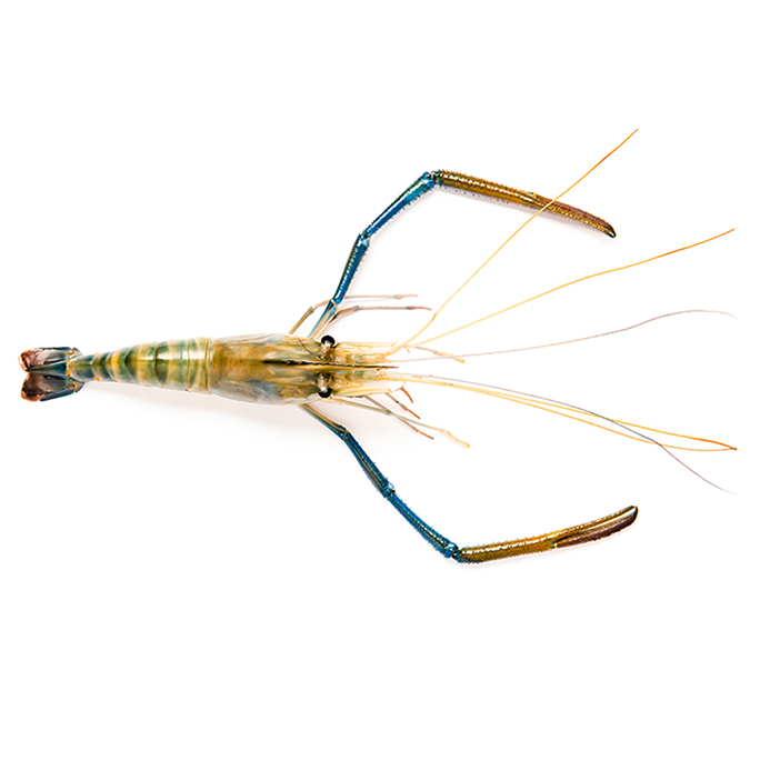 Giant River Prawn