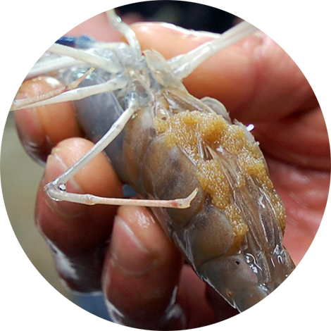 Giant River Prawn broodstock full of eggs
