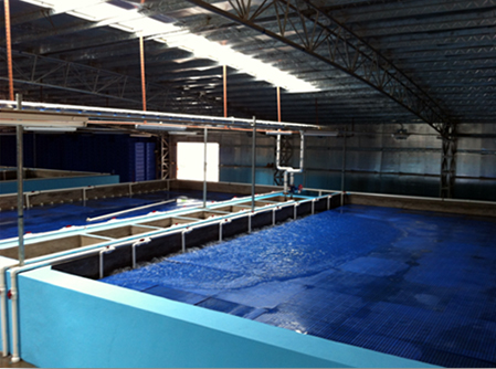 Shrimp ponds in AF2
