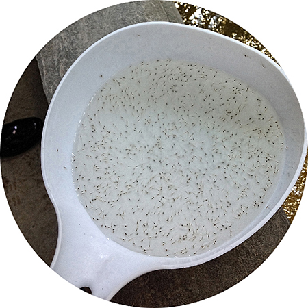 Prawn larvae at Prawn Farm 2 hatchery