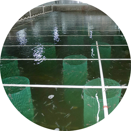 Prawn production at PF1