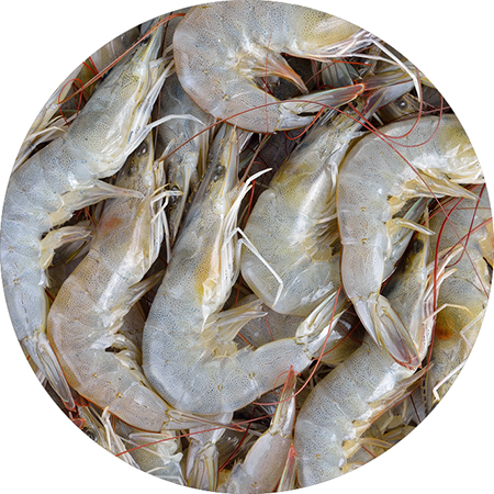 Disease prevention is critical in large populations of aquatic animals