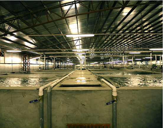 A Power Recirculating Aquaculture System (APRAS) tanks at Prawn Farm 1