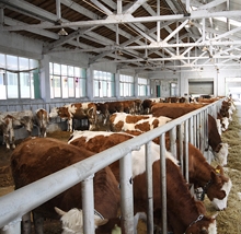 Integrated Cattle Farm in Xining, China