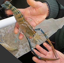Freshwater prawn from SIAF's tanks