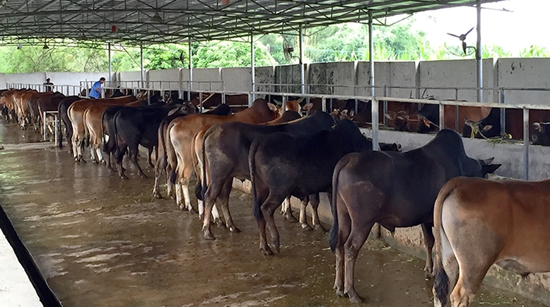 Feeding time at Cattle Farm 1