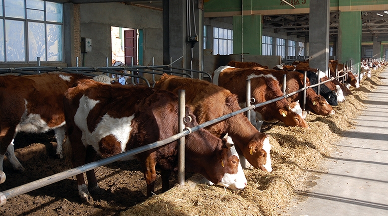 Brood cows at SJAP