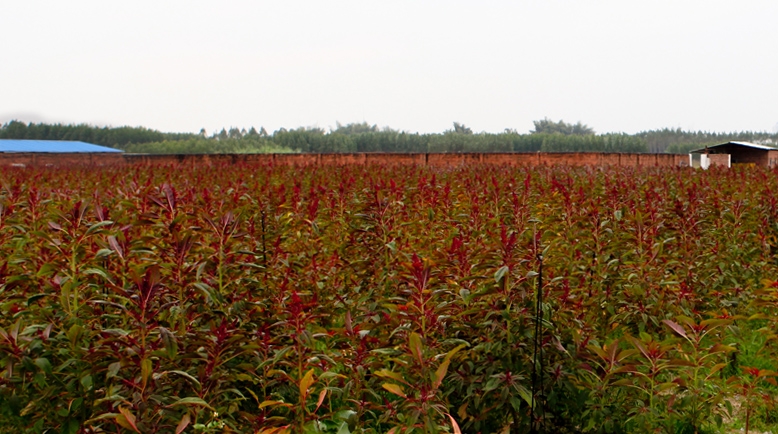 HU plantation