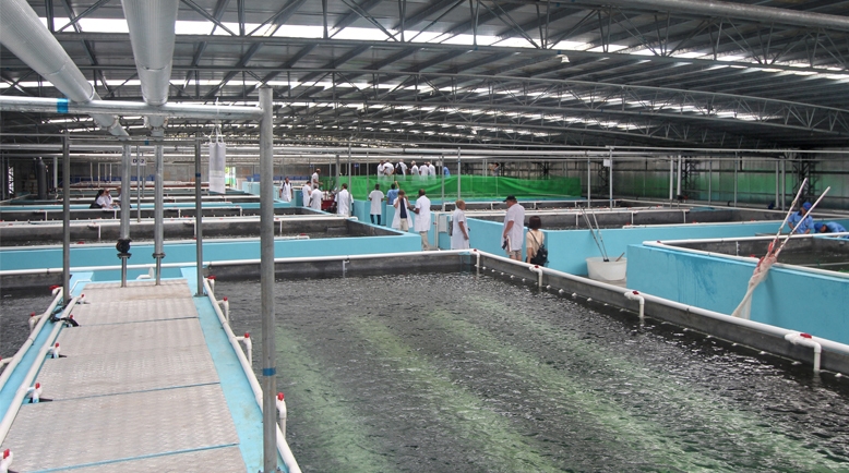 prawn farm interior