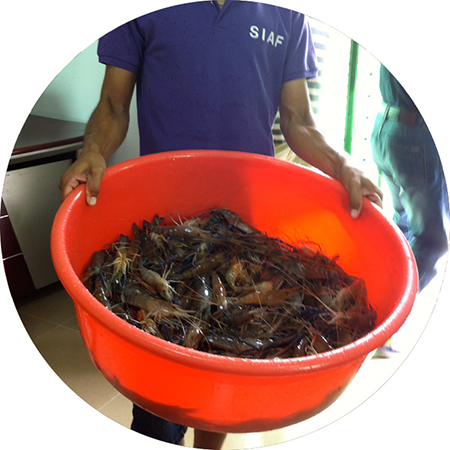 healthy prawns of uniform size and weight