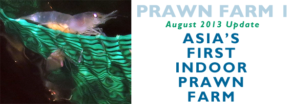 View our August 1, 2013 update: Asia's First Indoor Prawn Farm